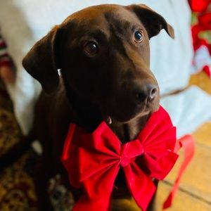 Meet your Posher, Luke